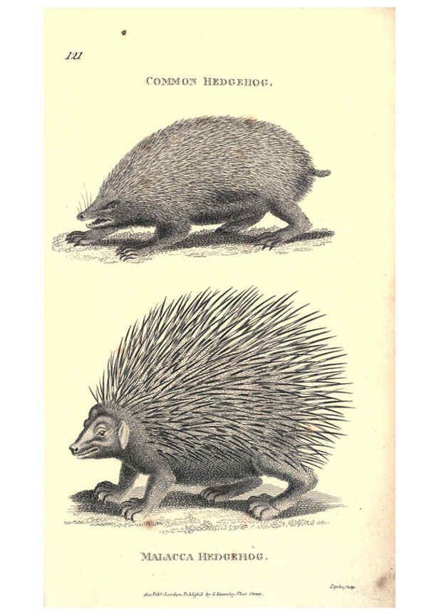 Reproducción/Reproduction 6302303847: General zoology, or Systematic natural history. v.1. pt. 2. London,Printed for G. Kearsley,1800-1826