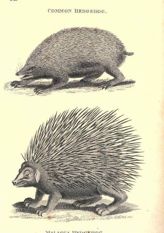 Reproducción/Reproduction 6302303847: General zoology, or Systematic natural history. v.1. pt. 2. London,Printed for G. Kearsley,1800-1826