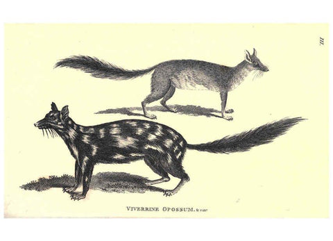 Reproducción/Reproduction 6302299585: General zoology, or Systematic natural history. v.1. pt. 2. London,Printed for G. Kearsley,1800-1826