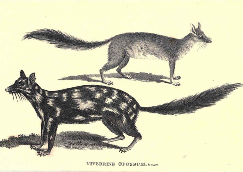 Reproducción/Reproduction 6302299585: General zoology, or Systematic natural history. v.1. pt. 2. London,Printed for G. Kearsley,1800-1826