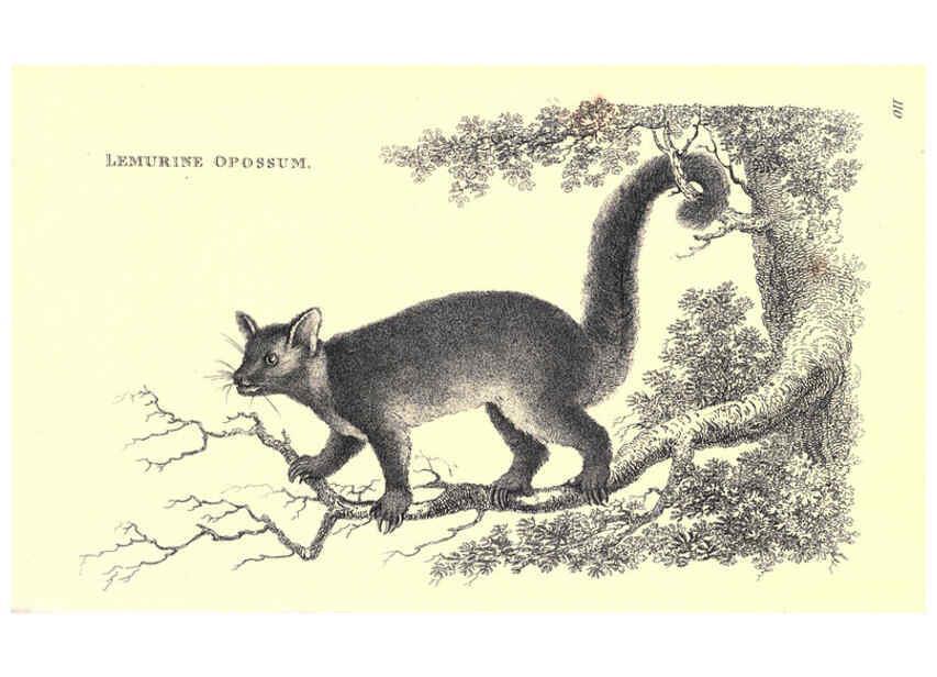 Reproducción/Reproduction 6302824448: General zoology, or Systematic natural history. v.1. pt. 2. London,Printed for G. Kearsley,1800-1826