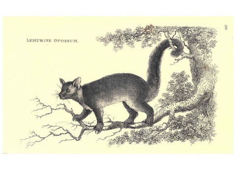 Reproducción/Reproduction 6302824448: General zoology, or Systematic natural history. v.1. pt. 2. London,Printed for G. Kearsley,1800-1826