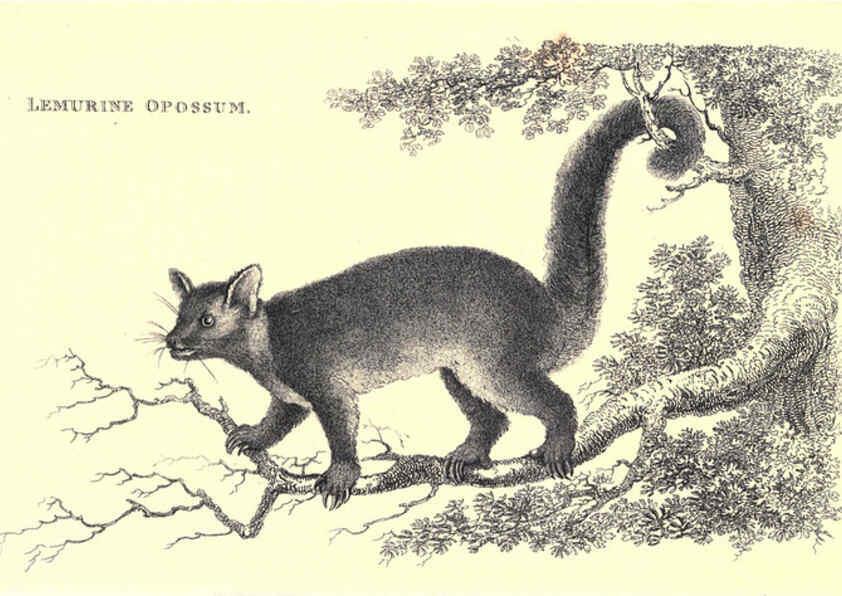 Reproducción/Reproduction 6302824448: General zoology, or Systematic natural history. v.1. pt. 2. London,Printed for G. Kearsley,1800-1826