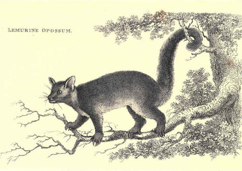 Reproducción/Reproduction 6302824448: General zoology, or Systematic natural history. v.1. pt. 2. London,Printed for G. Kearsley,1800-1826