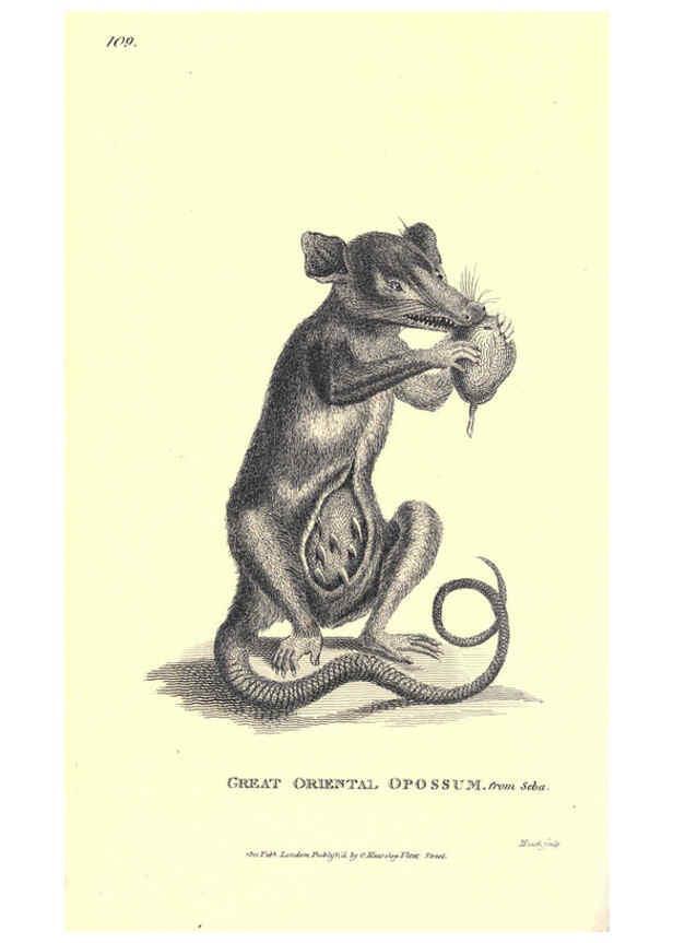 Reproducción/Reproduction 6302299031: General zoology, or Systematic natural history. v.1. pt. 2. London,Printed for G. Kearsley,1800-1826