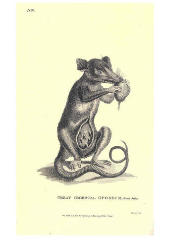 Reproducción/Reproduction 6302299031: General zoology, or Systematic natural history. v.1. pt. 2. London,Printed for G. Kearsley,1800-1826