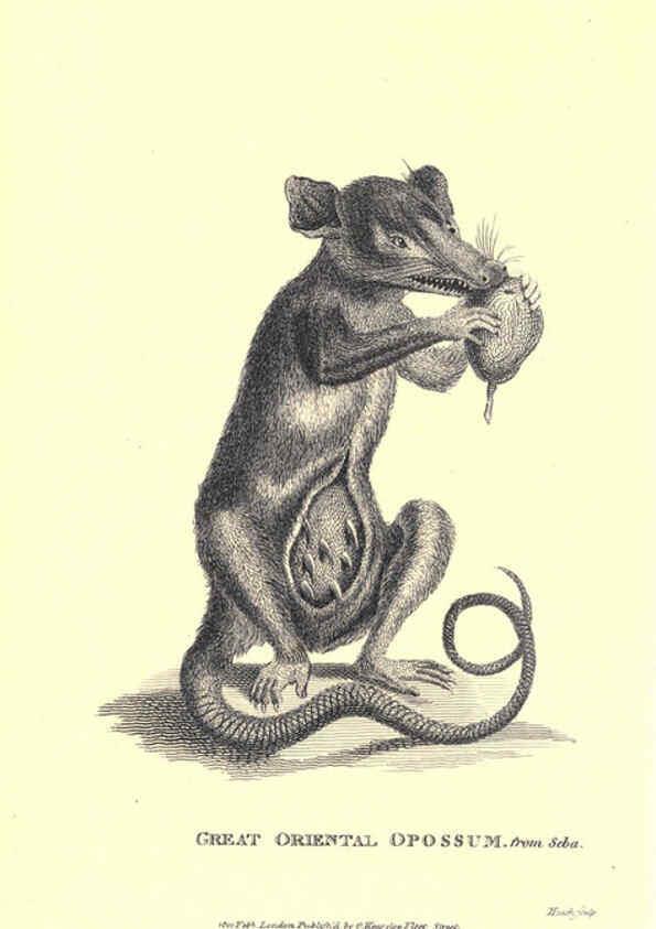 Reproducción/Reproduction 6302299031: General zoology, or Systematic natural history. v.1. pt. 2. London,Printed for G. Kearsley,1800-1826