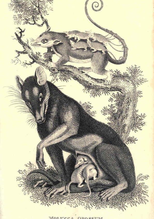 Reproducción/Reproduction 6302823872: General zoology, or Systematic natural history. v.1. pt. 2. London,Printed for G. Kearsley,1800-1826