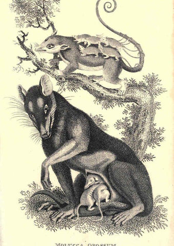 Reproducción/Reproduction 6302823872: General zoology, or Systematic natural history. v.1. pt. 2. London,Printed for G. Kearsley,1800-1826