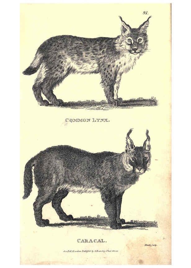 Reproducción/Reproduction 6302292975: General zoology, or Systematic natural history. v.1. pt. 2. London,Printed for G. Kearsley,1800-1826