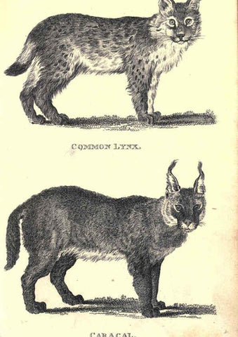 Reproducción/Reproduction 6302292975: General zoology, or Systematic natural history. v.1. pt. 2. London,Printed for G. Kearsley,1800-1826