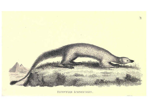 Reproducción/Reproduction 6302818528: General zoology, or Systematic natural history. v.1. pt. 2. London,Printed for G. Kearsley,1800-1826