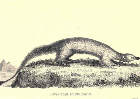 Reproducción/Reproduction 6302818528: General zoology, or Systematic natural history. v.1. pt. 2. London,Printed for G. Kearsley,1800-1826