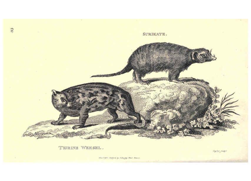 Reproducción/Reproduction 6302818806: General zoology, or Systematic natural history. v.1. pt. 2. London,Printed for G. Kearsley,1800-1826