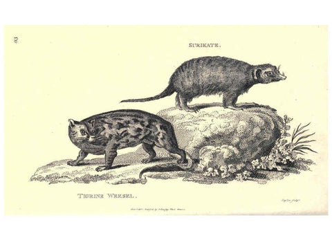 Reproducción/Reproduction 6302818806: General zoology, or Systematic natural history. v.1. pt. 2. London,Printed for G. Kearsley,1800-1826