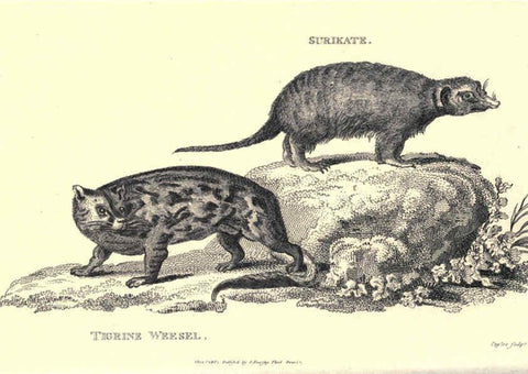 Reproducción/Reproduction 6302818806: General zoology, or Systematic natural history. v.1. pt. 2. London,Printed for G. Kearsley,1800-1826