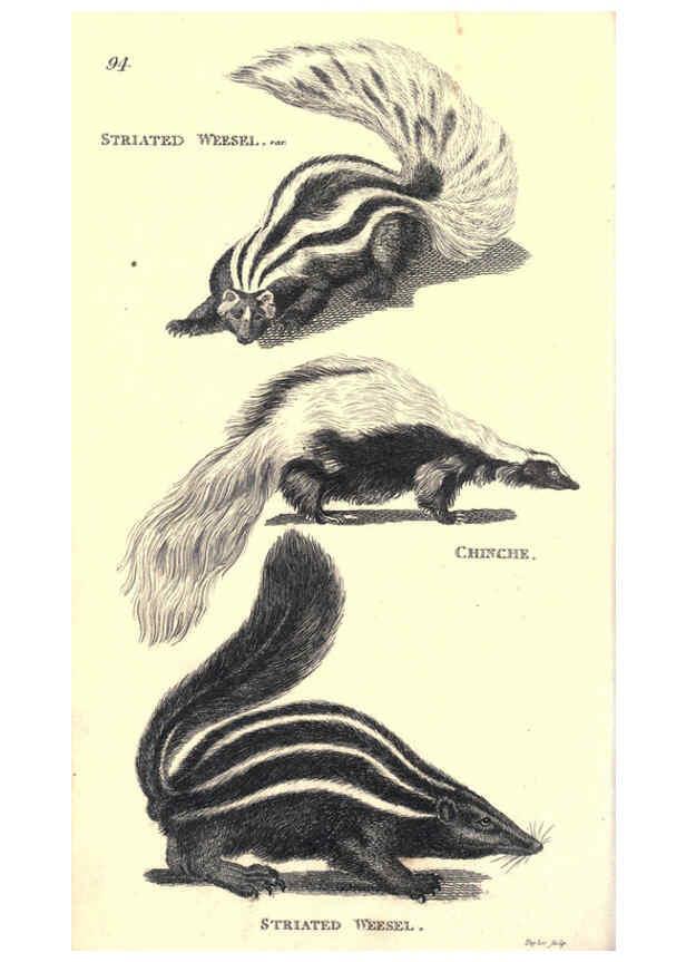 Reproducción/Reproduction 6302819090: General zoology, or Systematic natural history. v.1. pt. 2. London,Printed for G. Kearsley,1800-1826
