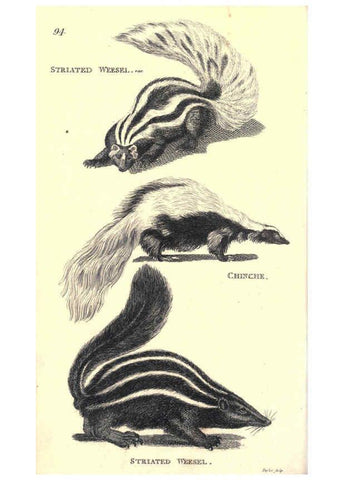 Reproducción/Reproduction 6302819090: General zoology, or Systematic natural history. v.1. pt. 2. London,Printed for G. Kearsley,1800-1826