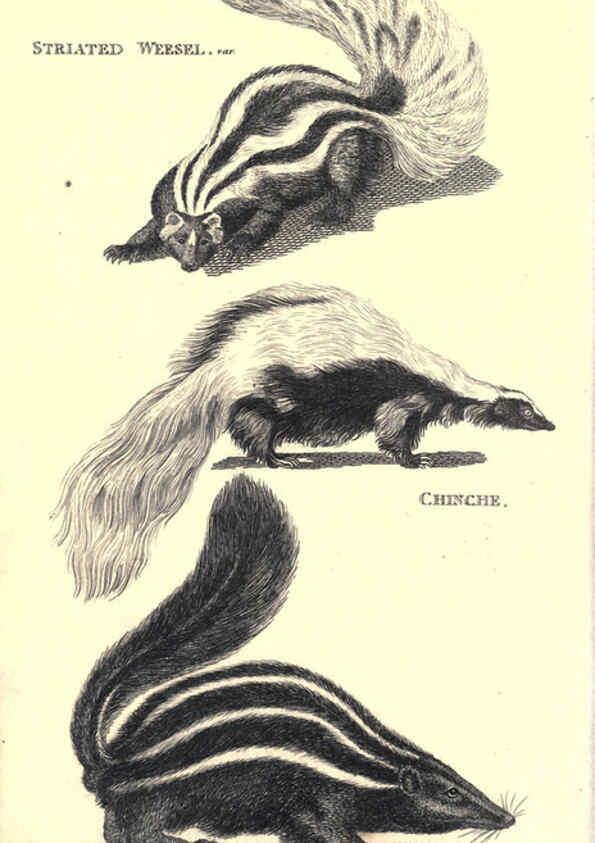 Reproducción/Reproduction 6302819090: General zoology, or Systematic natural history. v.1. pt. 2. London,Printed for G. Kearsley,1800-1826