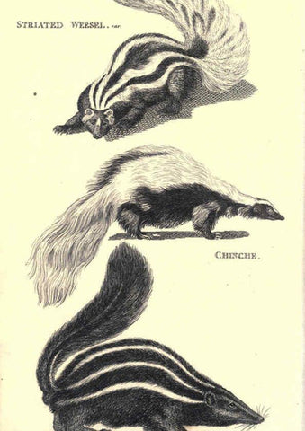 Reproducción/Reproduction 6302819090: General zoology, or Systematic natural history. v.1. pt. 2. London,Printed for G. Kearsley,1800-1826