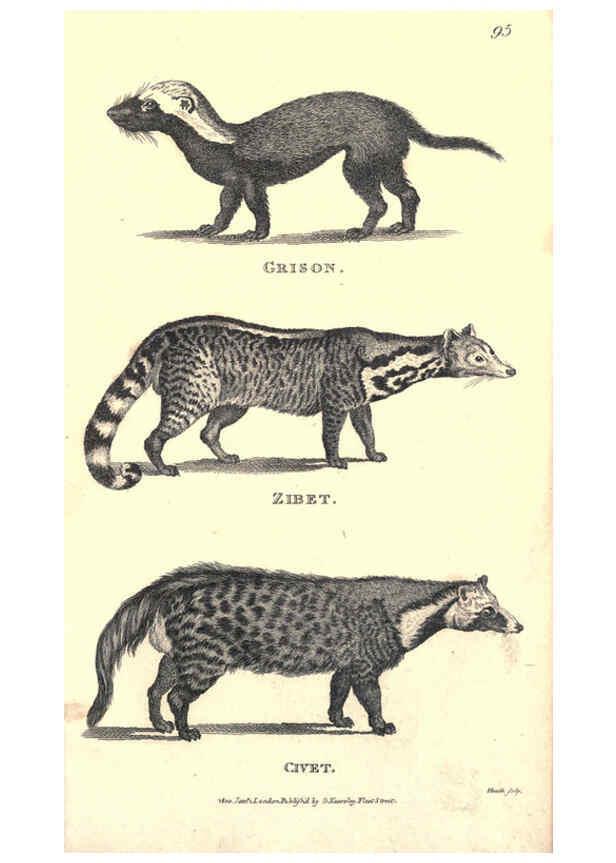 Reproducción/Reproduction 6302819626: General zoology, or Systematic natural history. v.1. pt. 2. London,Printed for G. Kearsley,1800-1826