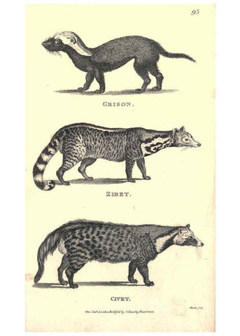 Reproducción/Reproduction 6302819626: General zoology, or Systematic natural history. v.1. pt. 2. London,Printed for G. Kearsley,1800-1826
