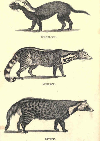 Reproducción/Reproduction 6302819626: General zoology, or Systematic natural history. v.1. pt. 2. London,Printed for G. Kearsley,1800-1826