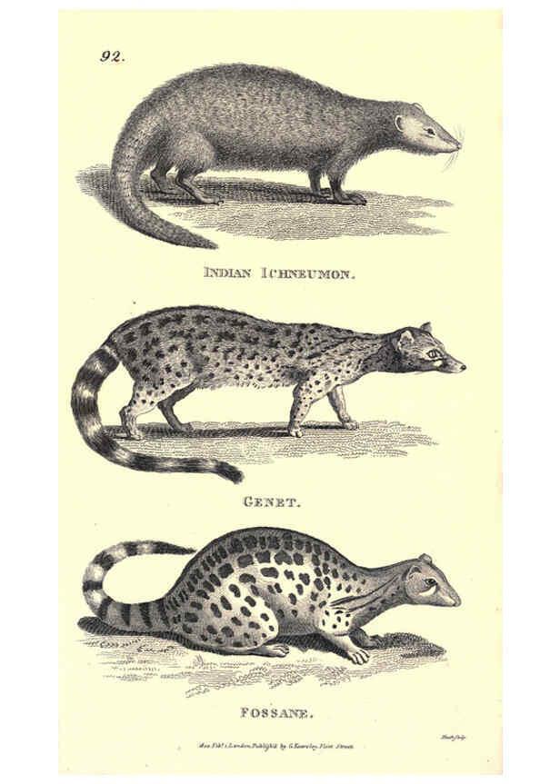 Reproducción/Reproduction 6302819924: General zoology, or Systematic natural history. v.1. pt. 2. London,Printed for G. Kearsley,1800-1826