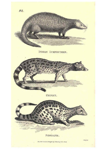 Reproducción/Reproduction 6302819924: General zoology, or Systematic natural history. v.1. pt. 2. London,Printed for G. Kearsley,1800-1826