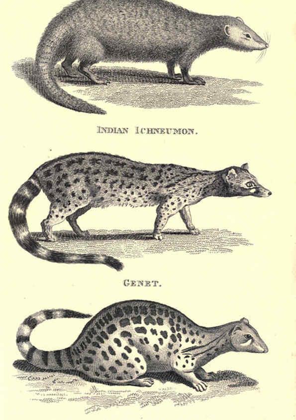 Reproducción/Reproduction 6302819924: General zoology, or Systematic natural history. v.1. pt. 2. London,Printed for G. Kearsley,1800-1826