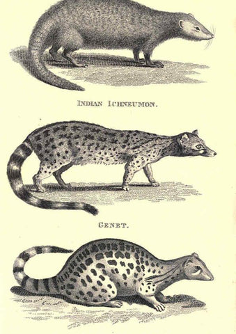 Reproducción/Reproduction 6302819924: General zoology, or Systematic natural history. v.1. pt. 2. London,Printed for G. Kearsley,1800-1826