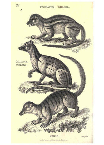 Reproducción/Reproduction 6302820264: General zoology, or Systematic natural history. v.1. pt. 2. London,Printed for G. Kearsley,1800-1826