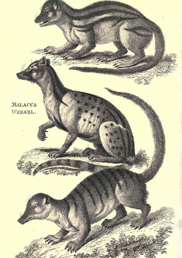 Reproducción/Reproduction 6302820264: General zoology, or Systematic natural history. v.1. pt. 2. London,Printed for G. Kearsley,1800-1826