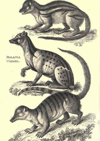 Reproducción/Reproduction 6302820264: General zoology, or Systematic natural history. v.1. pt. 2. London,Printed for G. Kearsley,1800-1826