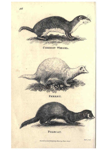 Reproducción/Reproduction 6302820550: General zoology, or Systematic natural history. v.1. pt. 2. London,Printed for G. Kearsley,1800-1826