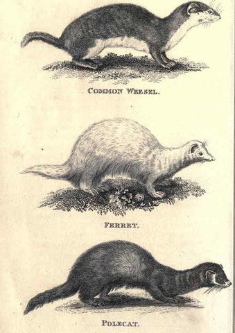 Reproducción/Reproduction 6302820550: General zoology, or Systematic natural history. v.1. pt. 2. London,Printed for G. Kearsley,1800-1826