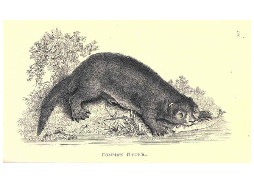 Reproducción/Reproduction 6302821322: General zoology, or Systematic natural history. v.1. pt. 2. London,Printed for G. Kearsley,1800-1826