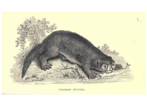 Reproducción/Reproduction 6302821322: General zoology, or Systematic natural history. v.1. pt. 2. London,Printed for G. Kearsley,1800-1826