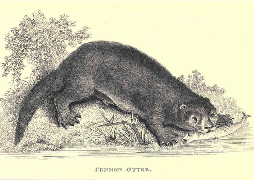 Reproducción/Reproduction 6302821322: General zoology, or Systematic natural history. v.1. pt. 2. London,Printed for G. Kearsley,1800-1826