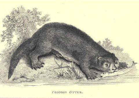 Reproducción/Reproduction 6302821322: General zoology, or Systematic natural history. v.1. pt. 2. London,Printed for G. Kearsley,1800-1826