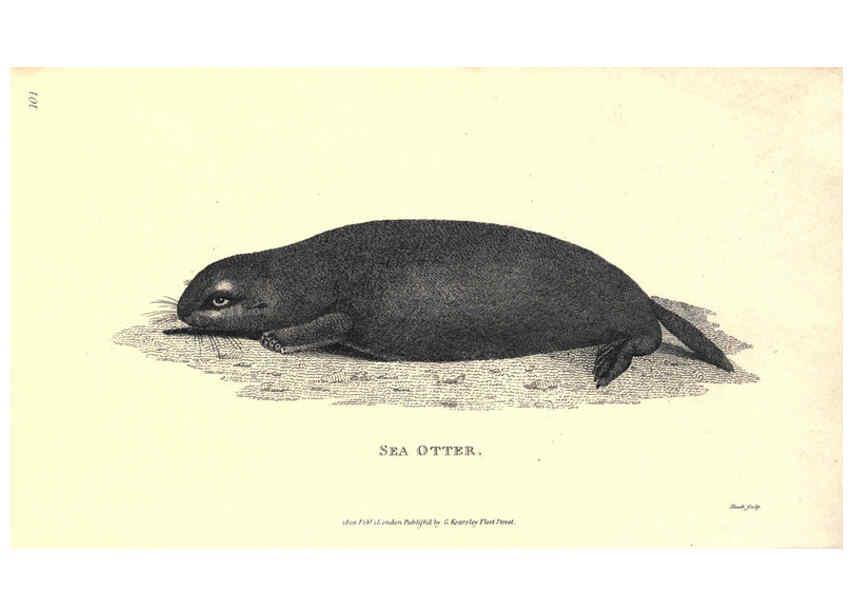 Reproducción/Reproduction 6302296437: General zoology, or Systematic natural history. v.1. pt. 2. London,Printed for G. Kearsley,1800-1826