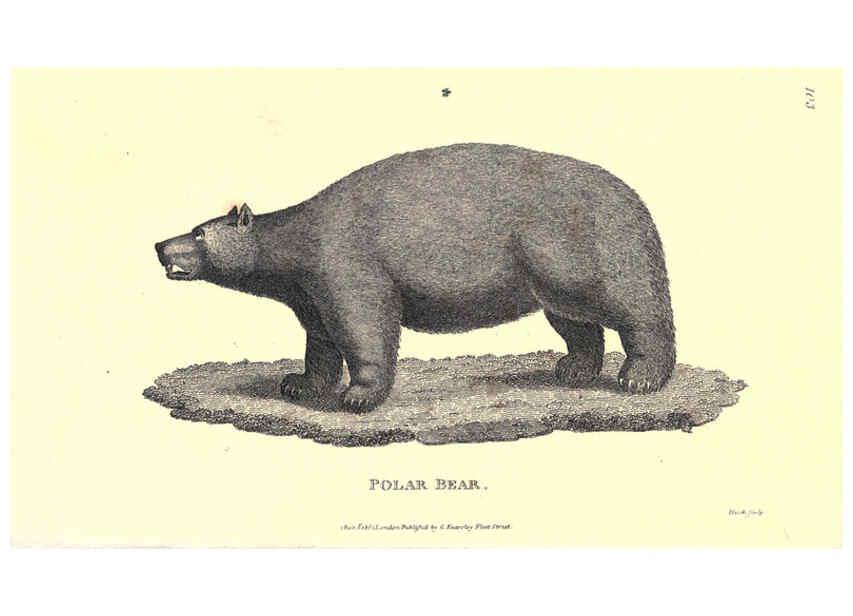 Reproducción/Reproduction 6302297225: General zoology, or Systematic natural history. v.1. pt. 2. London,Printed for G. Kearsley,1800-1826