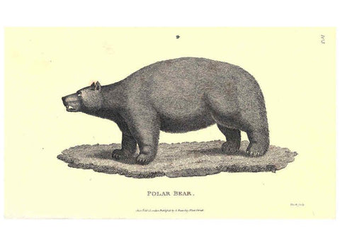 Reproducción/Reproduction 6302297225: General zoology, or Systematic natural history. v.1. pt. 2. London,Printed for G. Kearsley,1800-1826