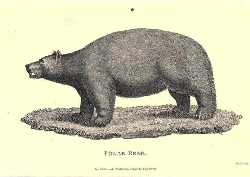 Reproducción/Reproduction 6302297225: General zoology, or Systematic natural history. v.1. pt. 2. London,Printed for G. Kearsley,1800-1826