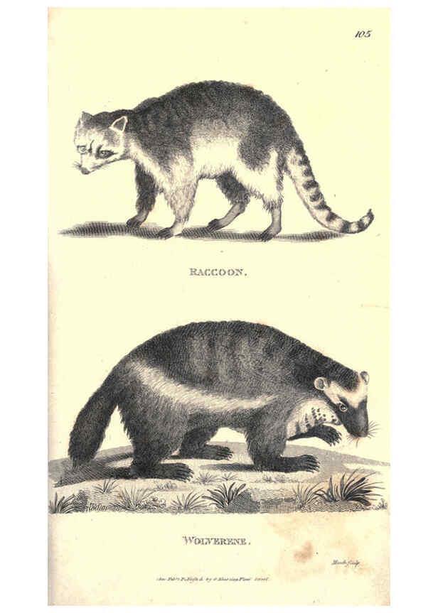 Reproducción/Reproduction 6302822918: General zoology, or Systematic natural history. v.1. pt. 2. London,Printed for G. Kearsley,1800-1826