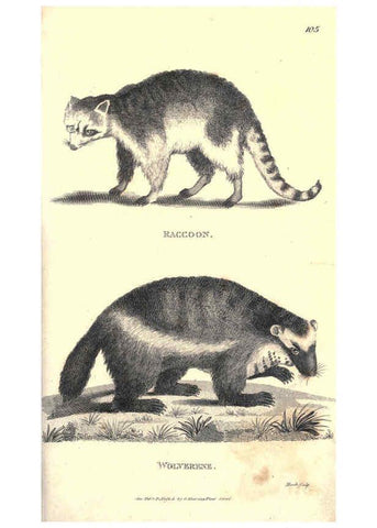 Reproducción/Reproduction 6302822918: General zoology, or Systematic natural history. v.1. pt. 2. London,Printed for G. Kearsley,1800-1826
