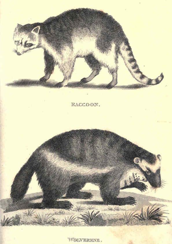 Reproducción/Reproduction 6302822918: General zoology, or Systematic natural history. v.1. pt. 2. London,Printed for G. Kearsley,1800-1826