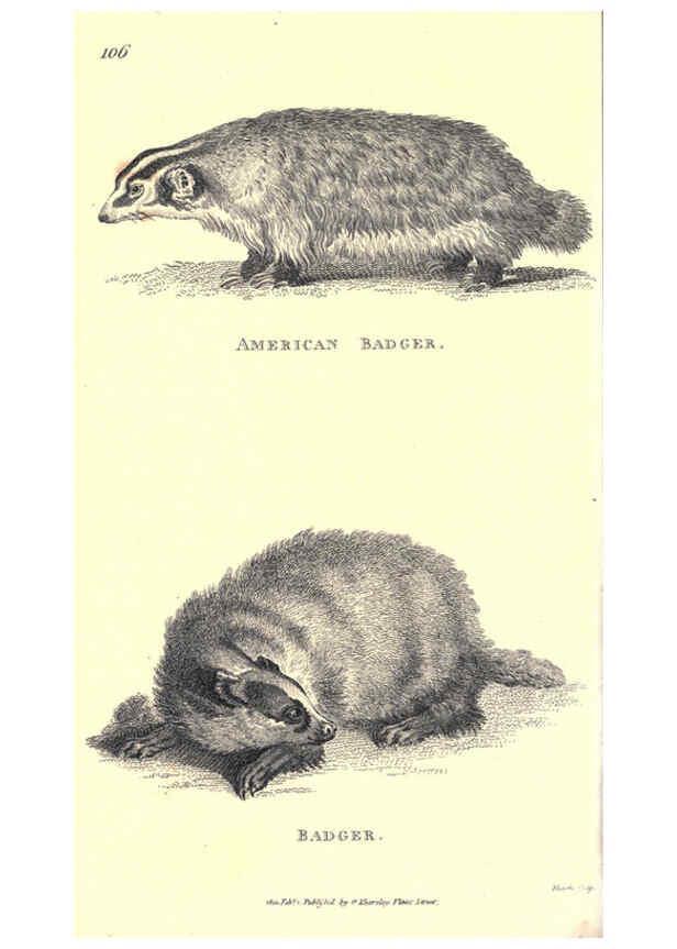 Reproducción/Reproduction 6302823182: General zoology, or Systematic natural history. v.1. pt. 2. London,Printed for G. Kearsley,1800-1826