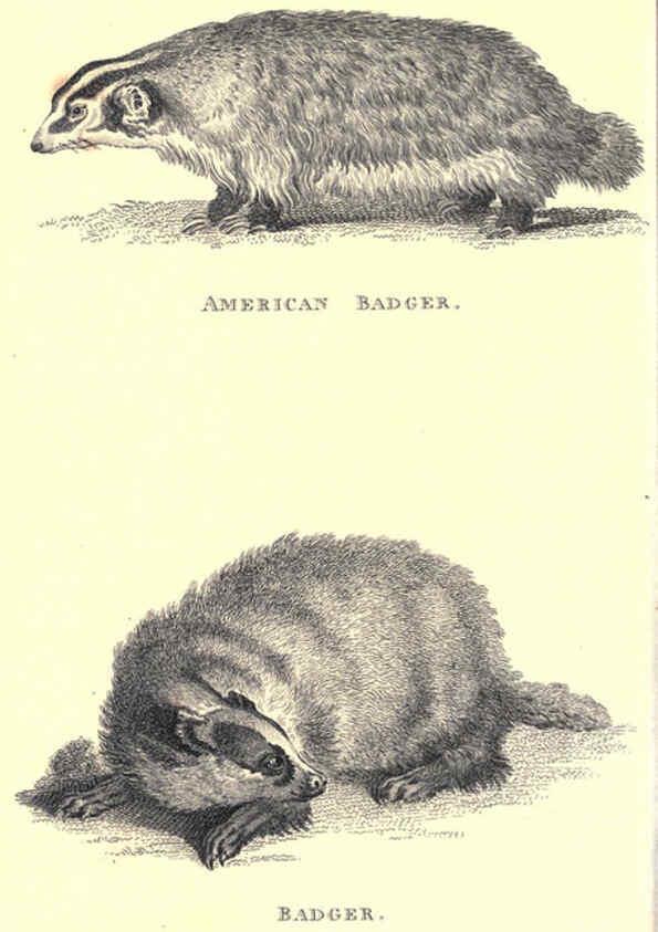 Reproducción/Reproduction 6302823182: General zoology, or Systematic natural history. v.1. pt. 2. London,Printed for G. Kearsley,1800-1826