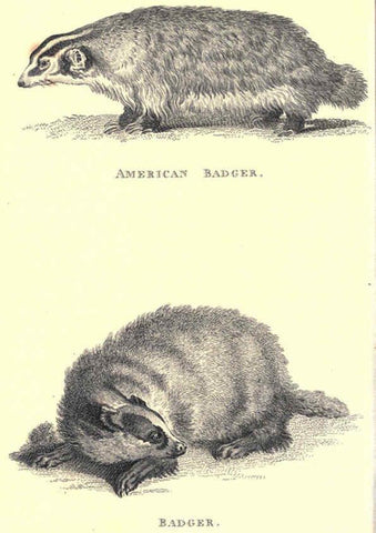 Reproducción/Reproduction 6302823182: General zoology, or Systematic natural history. v.1. pt. 2. London,Printed for G. Kearsley,1800-1826